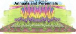 Annuals and Perennials