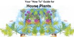 House Plants